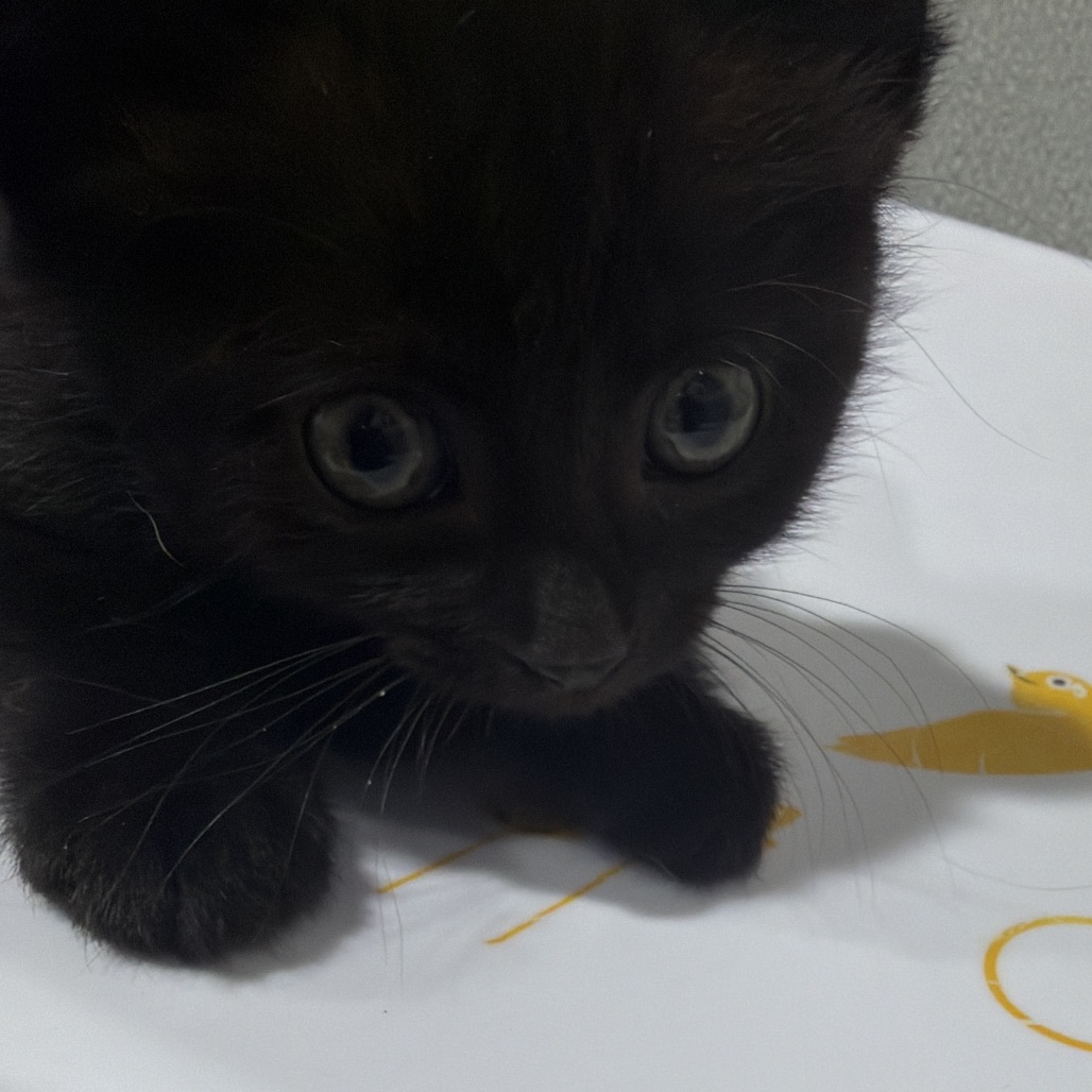 Shelter Stray Female Cat last seen , 3607 N Armenia Ave, Tampa, FL 33607, USA