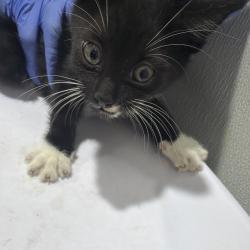 Shelter Stray Male Cat last seen , 3607 N Armenia Ave, Tampa, FL 33607, USA