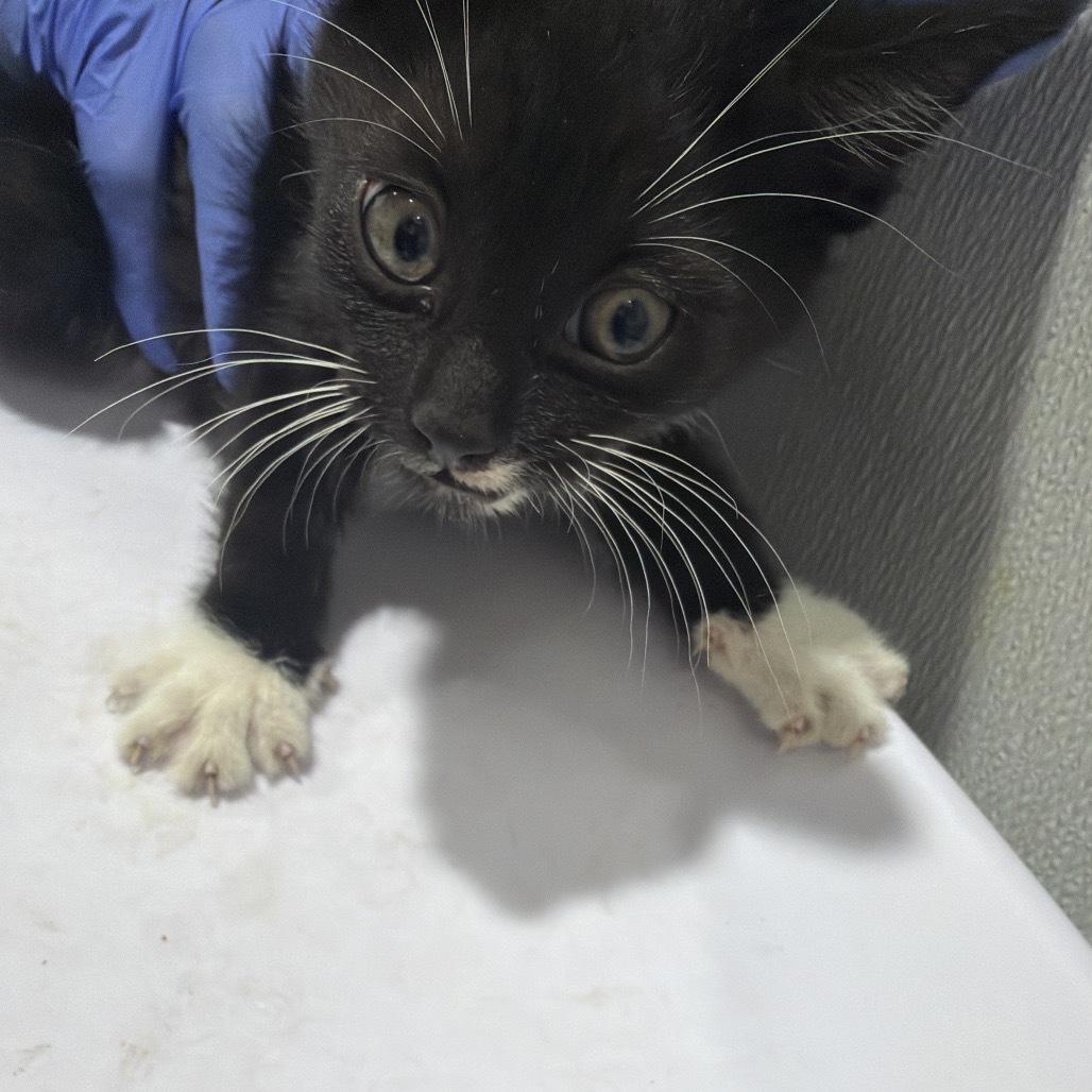 Shelter Stray Male Cat last seen , 3607 N Armenia Ave, Tampa, FL 33607, USA