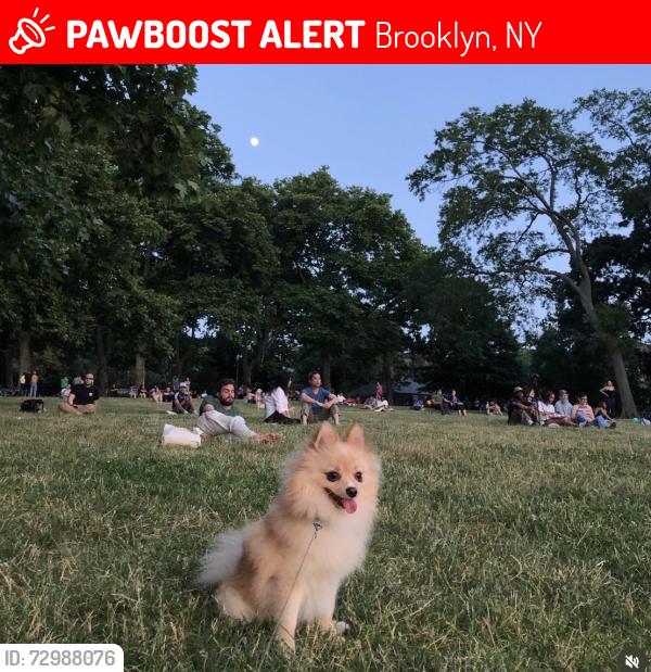 Lost Male Dog last seen Near avenue , Brooklyn, NY 11220