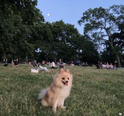 Lost Male Dog last seen Near avenue , Brooklyn, NY 11220