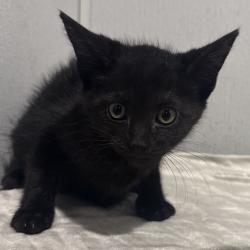 Shelter Stray Female Cat last seen , 3607 N Armenia Ave, Tampa, FL 33607, USA