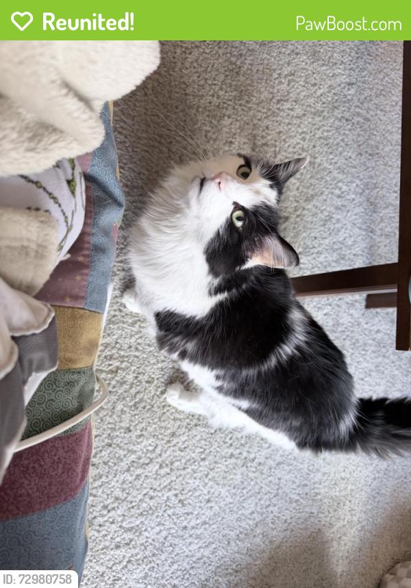 Reunited Male Cat last seen Near Silver Stream Ln, Henrico, VA 23294, USA, Henrico, VA 23294