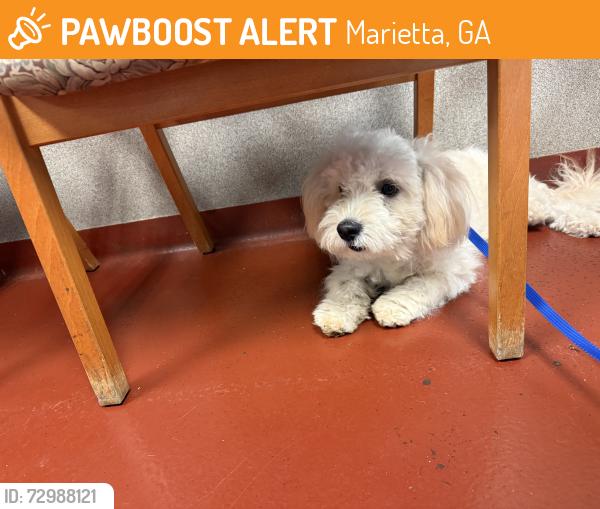 Found/Stray Female Dog last seen Near Callaway Rd Marietta, GA, Marietta, GA 30008