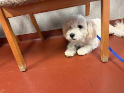 Found/Stray Female Dog last seen Near Callaway Rd Marietta, GA, Marietta, GA 30008