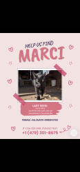 Lost Female Cat last seen Sequoyah mnt, Fayetteville, AR 72701