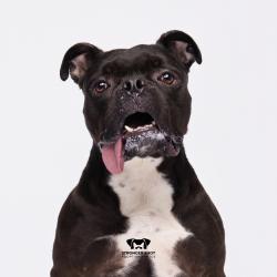 Shelter Stray Male Dog last seen , 3607 N Armenia Ave, Tampa, FL 33607, USA