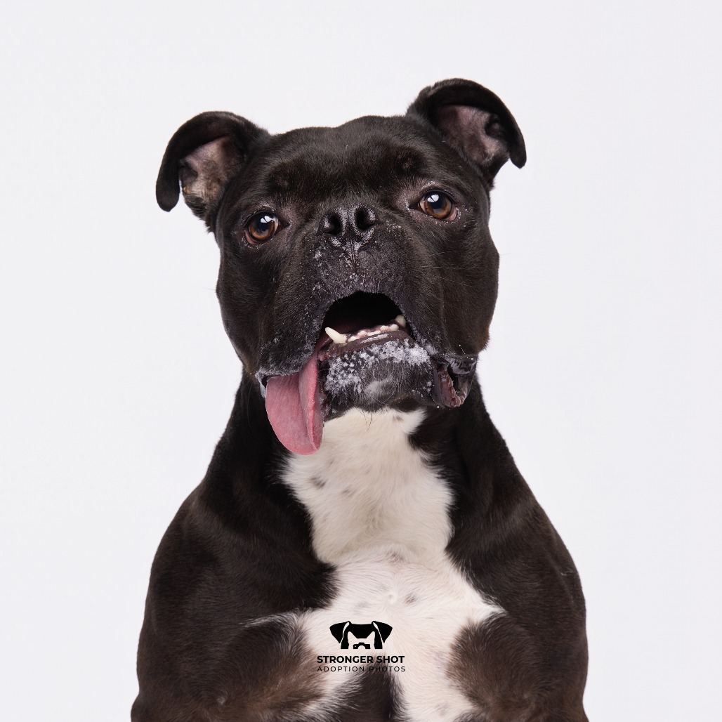 Shelter Stray Male Dog last seen , 3607 N Armenia Ave, Tampa, FL 33607, USA