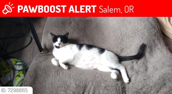 Lost Male Cat last seen Orchard heights nw Salem Oregon , Salem, OR 97304