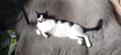 Lost Male Cat last seen Orchard heights nw Salem Oregon , Salem, OR 97304