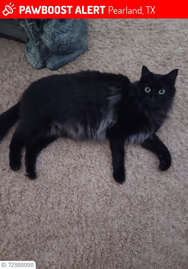 Lost Male Cat last seen Pine hollow park, Pearland, TX 77581