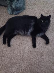 Lost Male Cat last seen Pine hollow park, Pearland, TX 77581