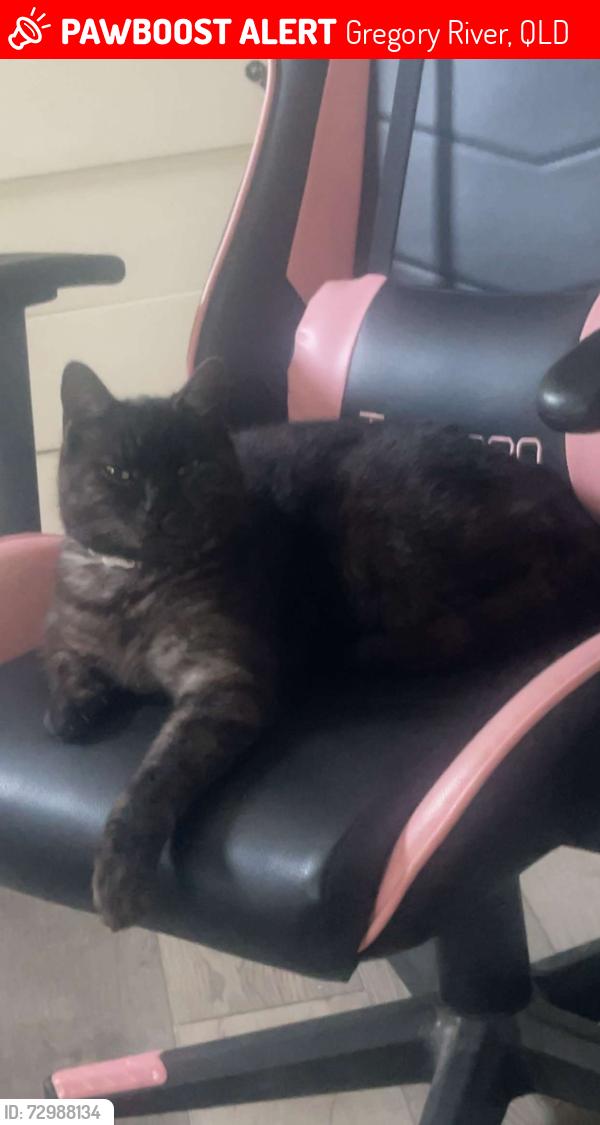 Lost Male Cat last seen Pine forest, Gregory River, QLD 4660