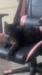Lost Male Cat last seen Pine forest, Gregory River, QLD 4660