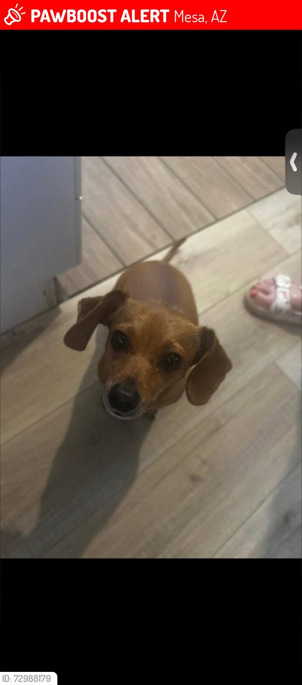 Lost Male Dog last seen Near Main and Rosevelt , Mesa, AZ 85202