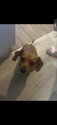 Lost Male Dog last seen Near Main and Rosevelt , Mesa, AZ 85202