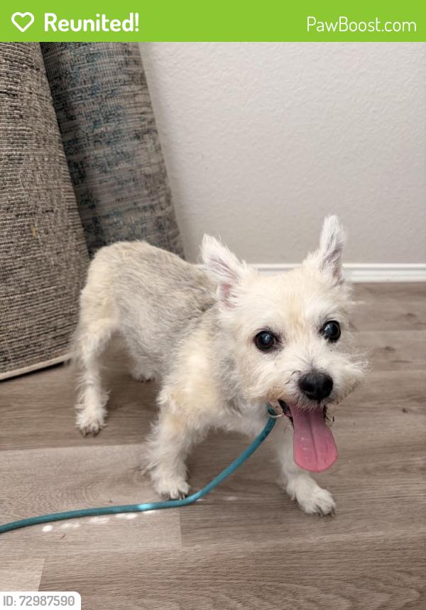 Reunited Male Dog last seen W Windsor Dr, Denton, TX, USA, Denton, TX 76201