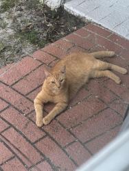 Found/Stray Unknown Cat last seen Trouble creek, New Port Richey, FL 34653