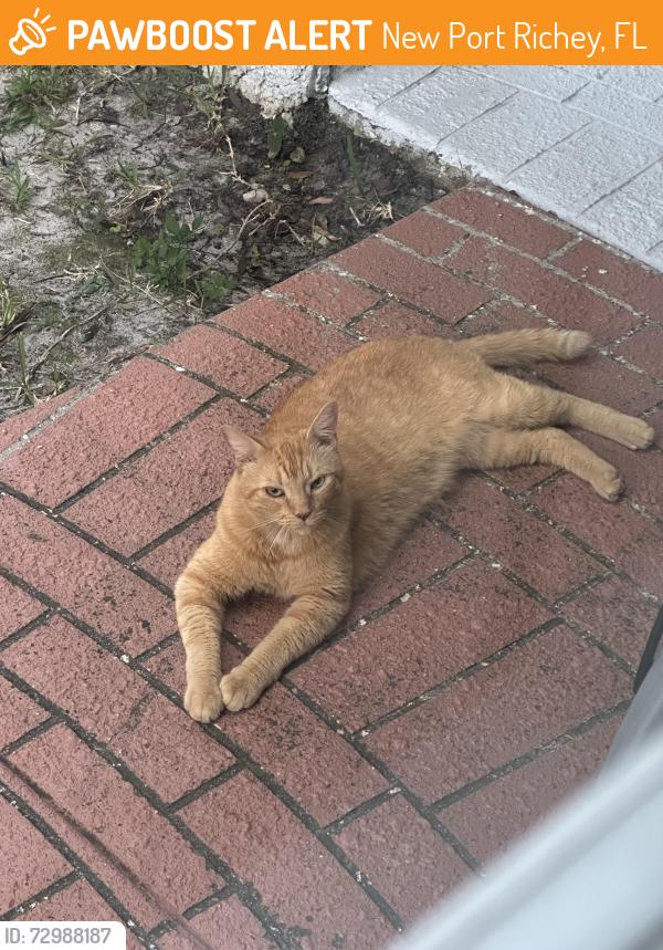 Found/Stray Unknown Cat last seen Trouble creek, New Port Richey, FL 34653