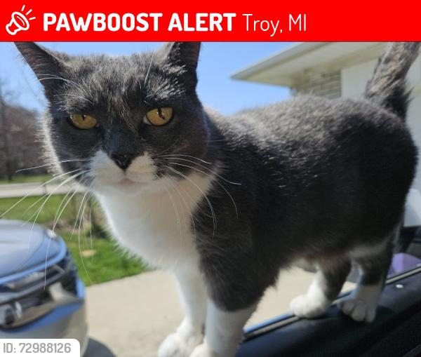 Lost Female Cat last seen Long Lake Rd between John R and Rochester, Troy, MI 48085