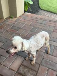 Reunited Unknown Dog last seen Marina Village Sub , Enterprise Rd, League City, TX 77573