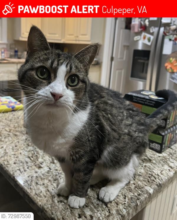 Lost Female Cat last seen Tinsley Place, Culpeper, VA 22701