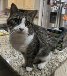 Lost Female Cat last seen Tinsley Place, Culpeper, VA 22701