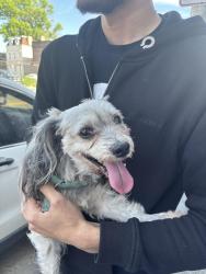 Found/Stray Male Dog last seen Broadway and Gouvernor , Newark, NJ 07104