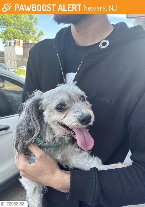 Found/Stray Male Dog last seen Broadway and Gouvernor , Newark, NJ 07104