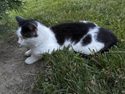 Found/Stray Unknown Cat last seen Belcher drive , Columbus, OH 43224