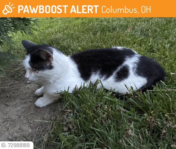 Found/Stray Unknown Cat last seen Belcher drive , Columbus, OH 43224