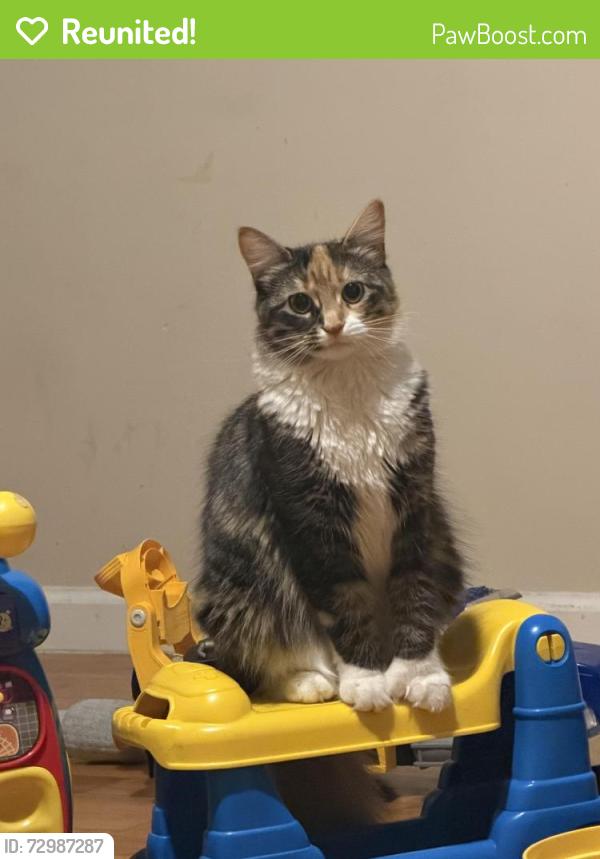 Reunited Female Cat last seen Van siclen, Brooklyn, NY 11207