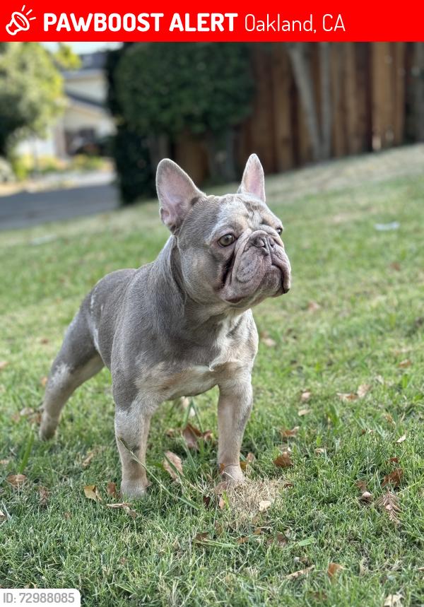 Lost Male Dog last seen Help my sister get her dog back home. She recently moved to Oakland and Enzo got out the front gate and he is not familiar with the area. We fear someone might have picked him up, we just hope that he gets returned. He is microchipped., Oakland, CA 94603