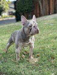 Lost Male Dog last seen Help my sister get her dog back home. She recently moved to Oakland and Enzo got out the front gate and he is not familiar with the area. We fear someone might have picked him up, we just hope that he gets returned. He is microchipped., Oakland, CA 94603