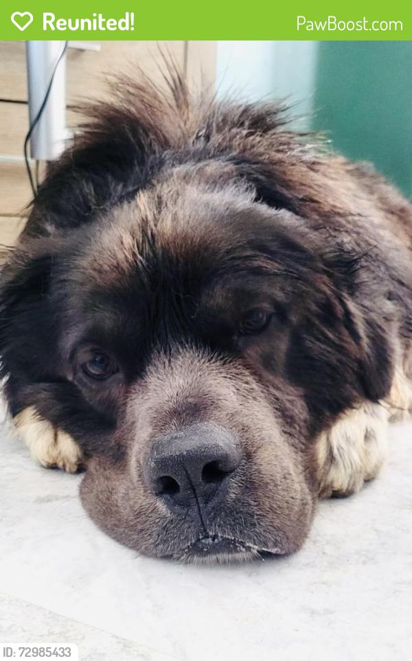 Reunited Male Dog last seen Denby Court, Clayton, NC 27527