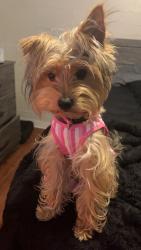 Lost Female Dog last seen Division street, Rome, GA 30165