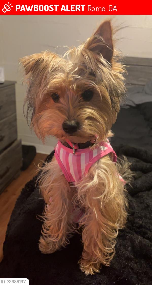 Lost Female Dog last seen Division street , Rome, GA 30165