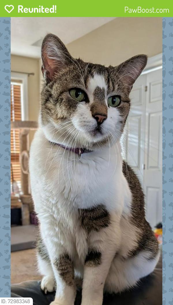 Reunited Female Cat last seen 11150s woodfield rd, South Jordan, UT 84095