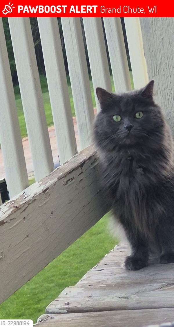 Lost Male Cat last seen Nicolet @ Willow Creek apmts, Grand Chute, WI 54914