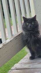 Lost Male Cat last seen Nicolet @ Willow Creek apmts, Grand Chute, WI 54914