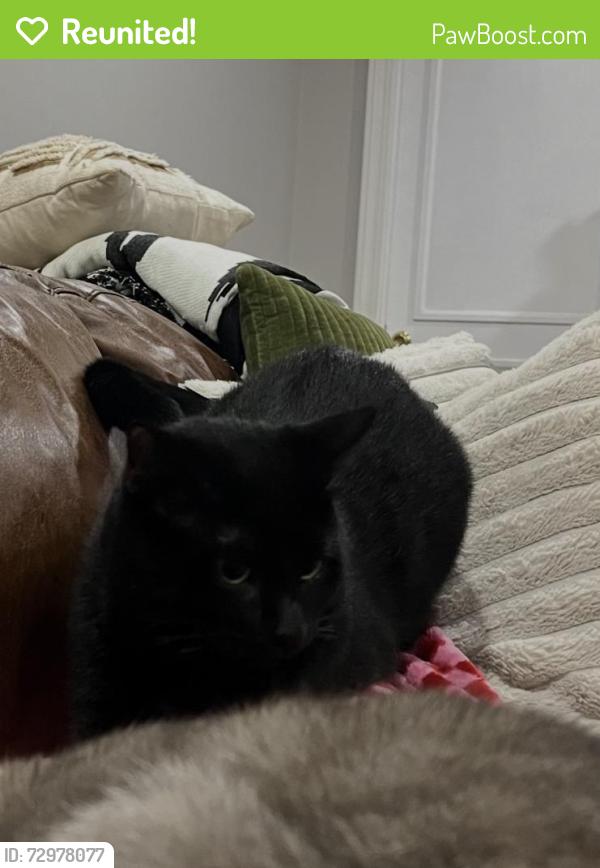 Reunited Male Cat last seen Axtell Drive, Summerville, SC 29485