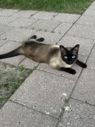 Found/Stray Unknown Cat last seen Sarnia and Wonderland area, London, ON N6G 5E1