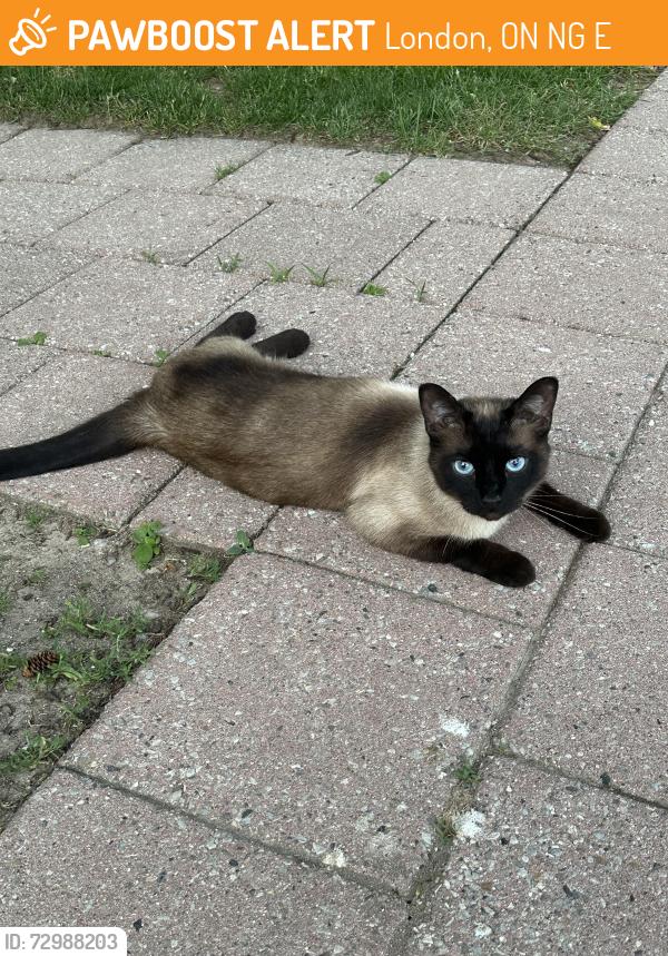 Found/Stray Unknown Cat last seen Sarnia and Wonderland area, London, ON N6G 5E1