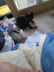 Lost Male Cat last seen Cherry Lane, St. Cloud, MN 56304