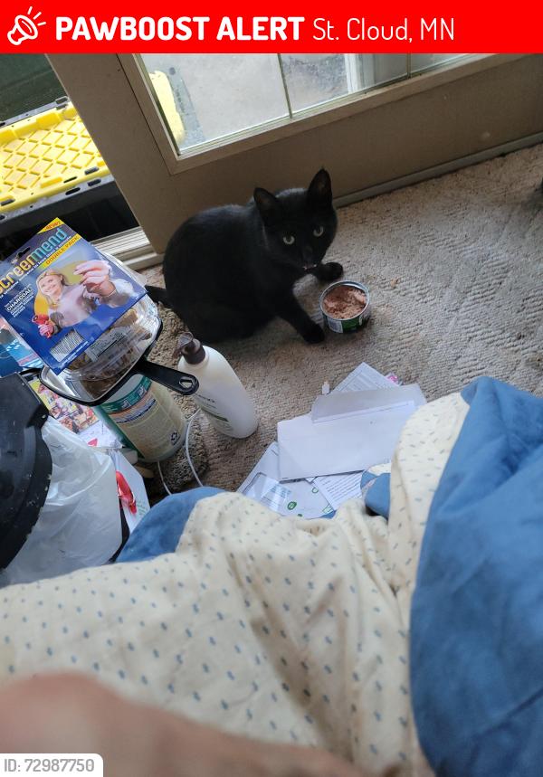 Lost Male Cat last seen Cherry Lane, St. Cloud, MN 56304