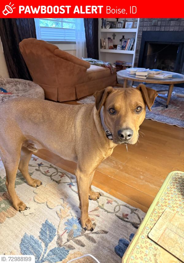 Lost Male Dog last seen 9th and 10tth, Boise, ID 83702