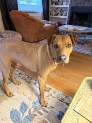 Lost Male Dog last seen 9th and 10tth, Boise, ID 83702