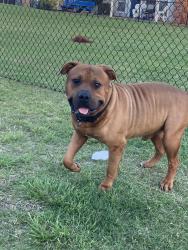 Reunited Male Dog last seen NE 10th St & Douglas Ave, Midwest City, OK 73130