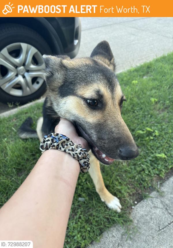 Found/Stray Female Dog last seen C&J grocery, Fort Worth, TX 76110