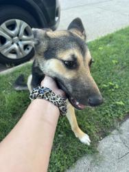 Found/Stray Female Dog last seen C&J grocery, Fort Worth, TX 76110